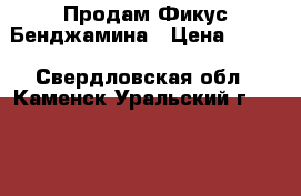 Продам Фикус Бенджамина › Цена ­ 500 - Свердловская обл., Каменск-Уральский г.  »    